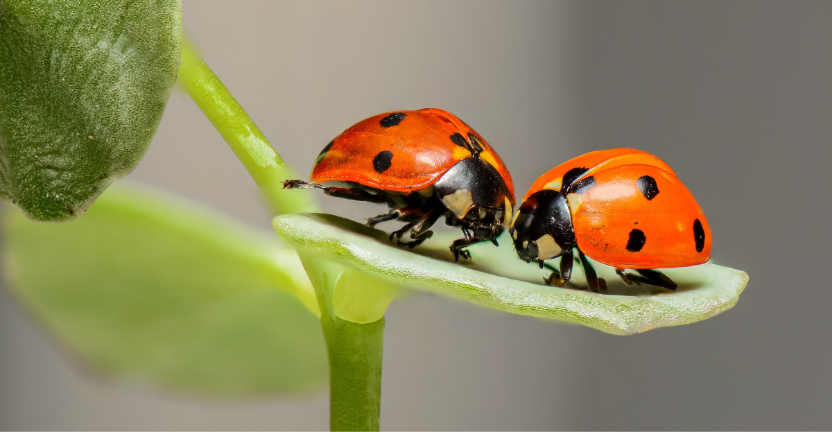 Two ladybirds